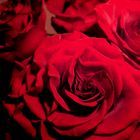 redroses