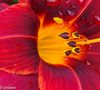 Flowers and Close-up