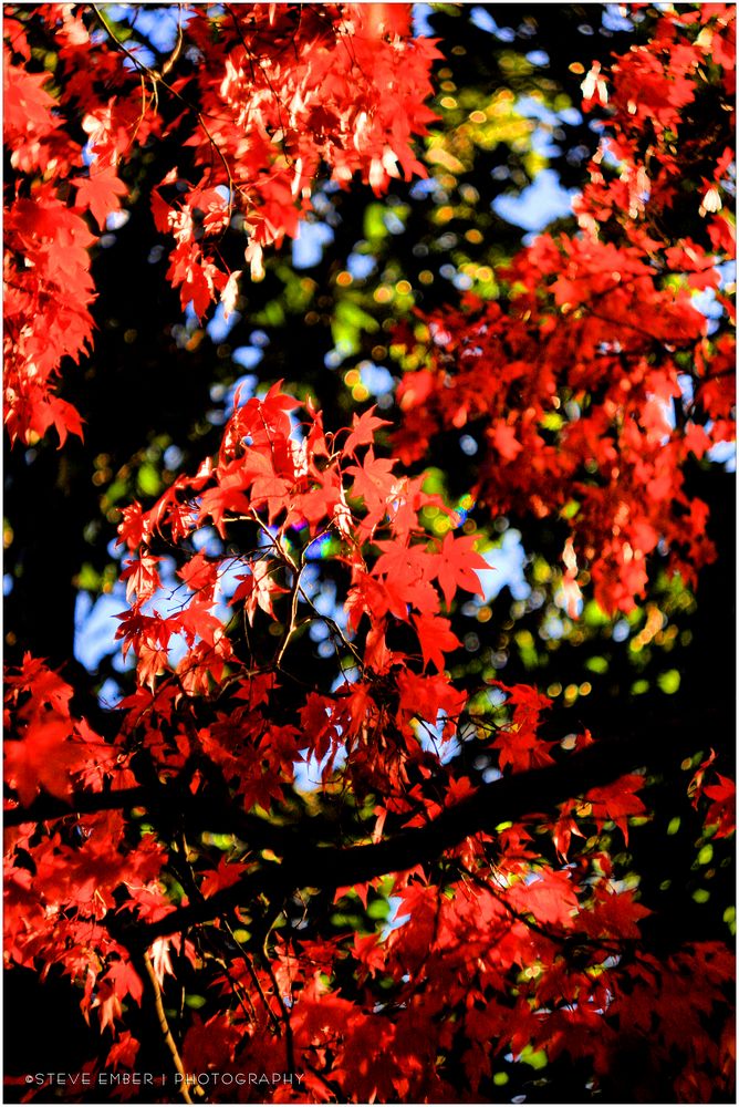 Reds of an Autumn Afternoon - An Annapolis Impression