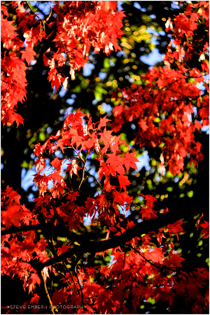 Reds of an Autumn Afternoon - An Annapolis Impression