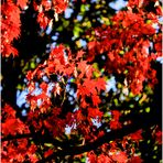 Reds of an Autumn Afternoon - An Annapolis Impression