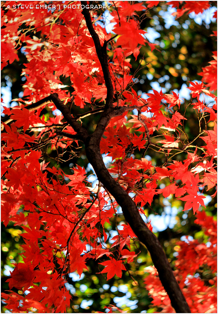 Reds of an Autumn Afternoon No.2 - An Annapolis Impression