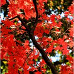 Reds of an Autumn Afternoon No.2 - An Annapolis Impression