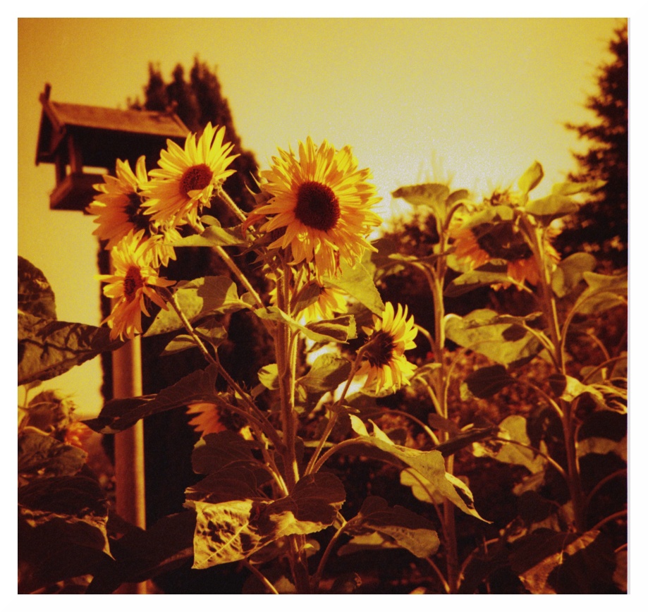 Redscale Flowers