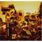 Redscale Flowers