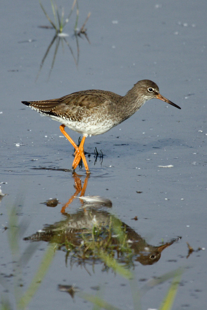 Redshank #2