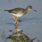 Redshank #2