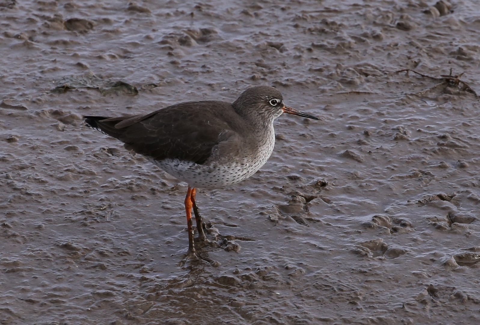 Redshank