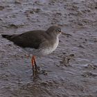 Redshank