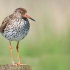 Redshank