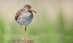 Redshank