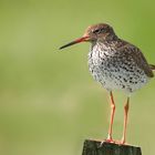 Redshank