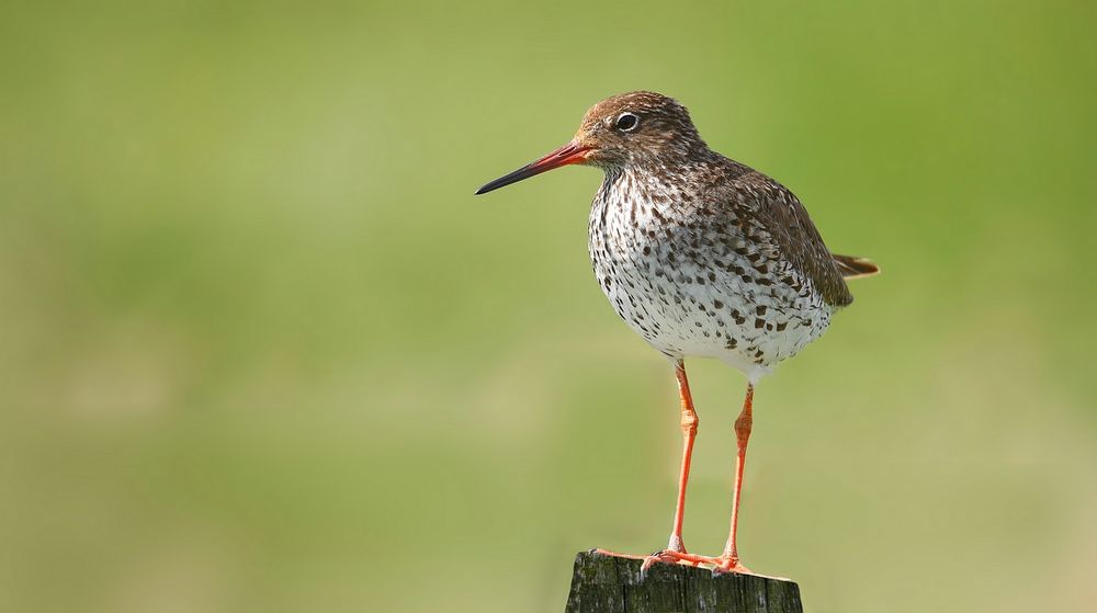 Redshank