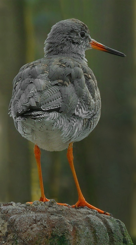 Redshank