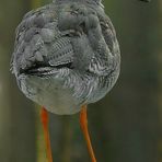 Redshank