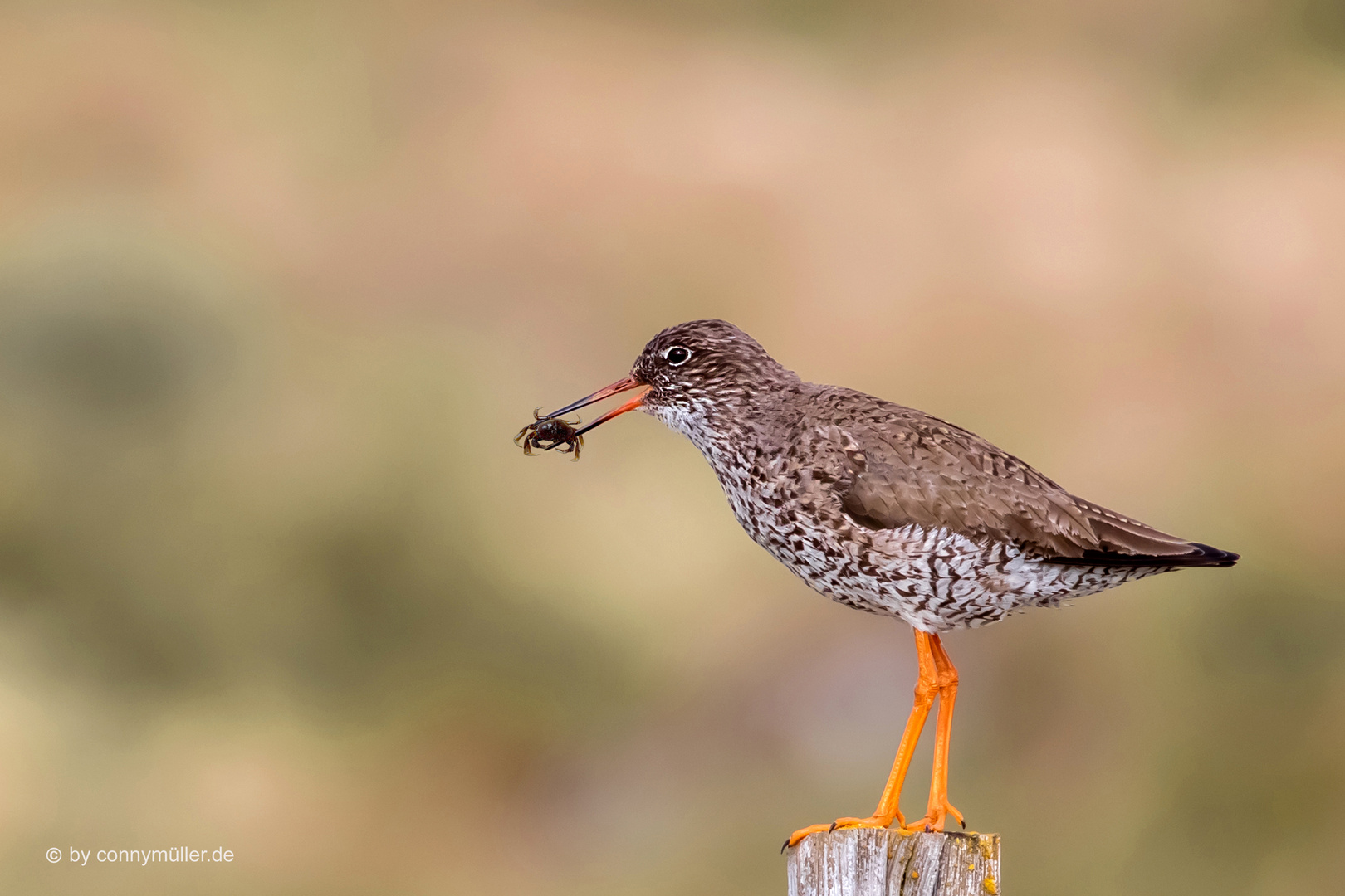 Redshank