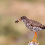 Redshank