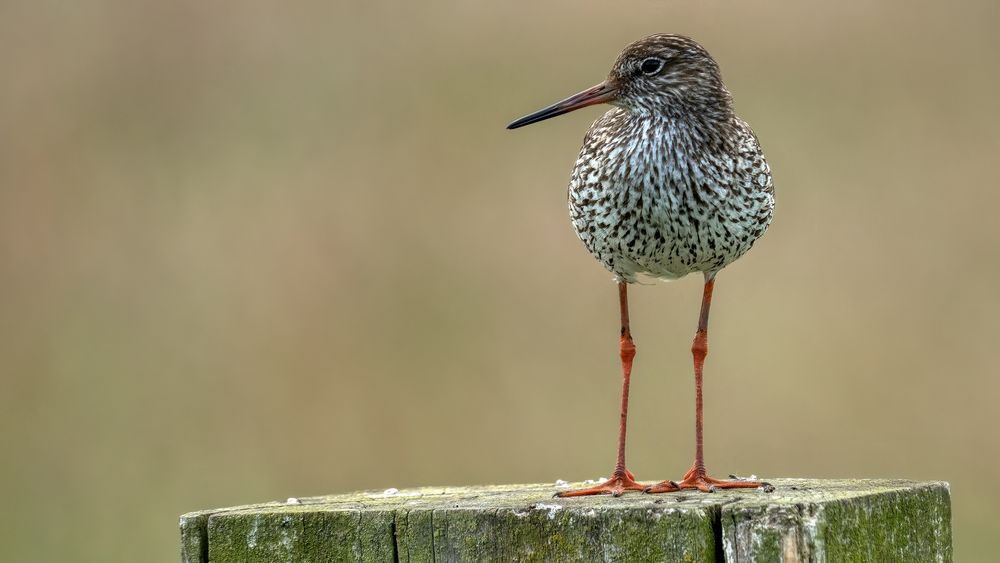 Redshank