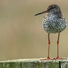 Redshank