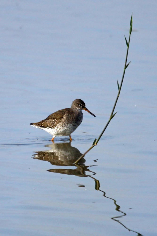 Redshank