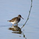 Redshank