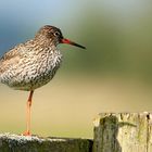 Redshank