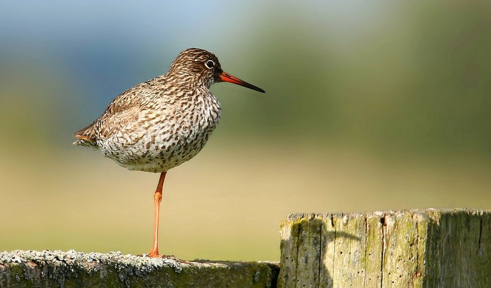 Redshank