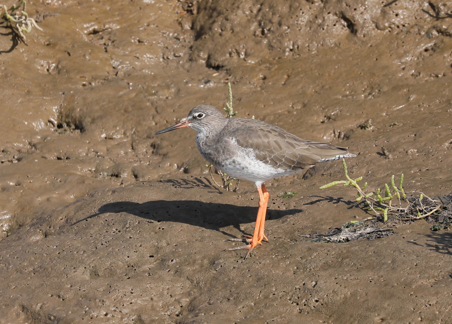 Redshank