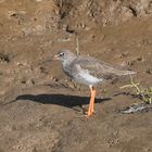 Redshank