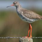 redshank or simply redshank (Tringa totanus)