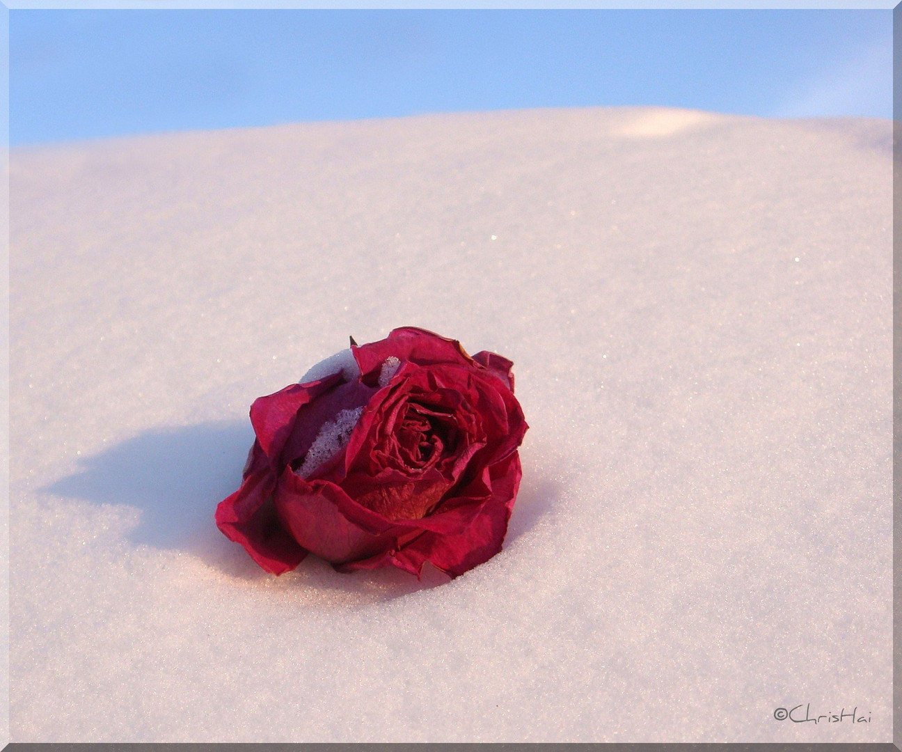 ...red...snowrose...