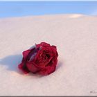 ...red...snowrose...