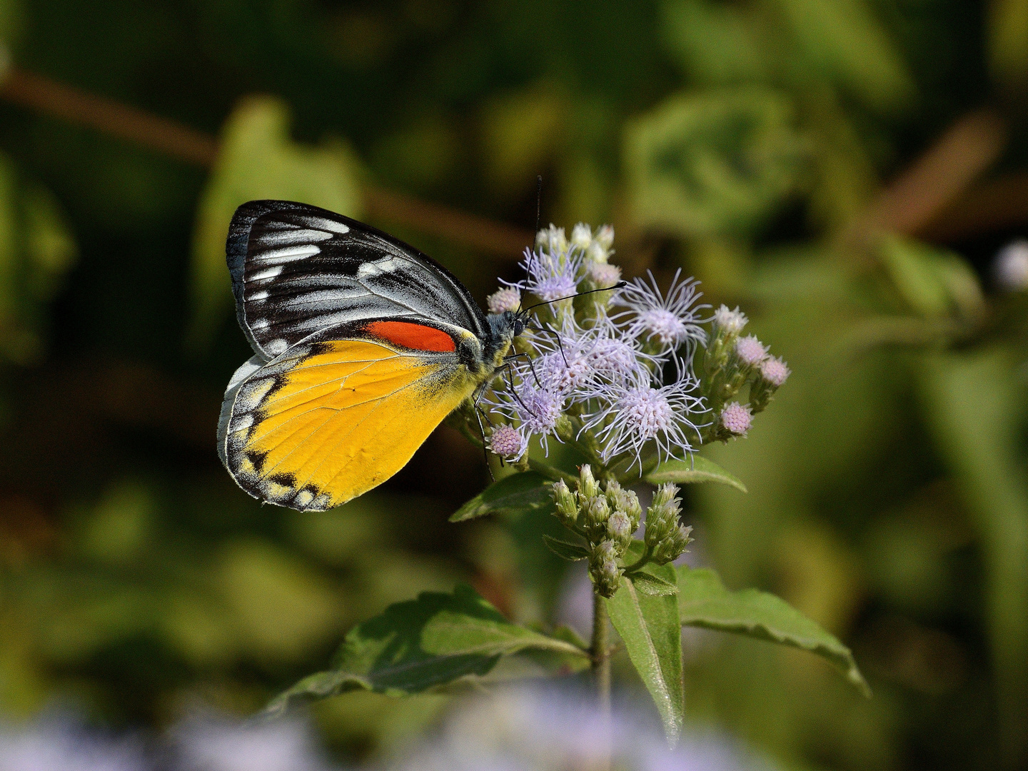 Redspot Jezebel