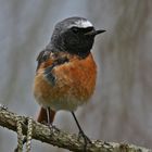 Redstart