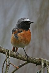 Redstart