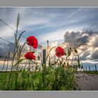 red_sunset_mohn220524_2889