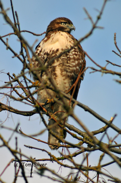 Redtail Hawk