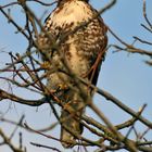 Redtail Hawk