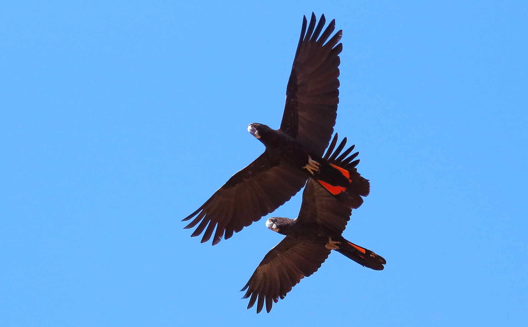 Redtailed Black Cockatoo