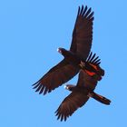 Redtailed Black Cockatoo