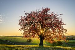 Red:Tree