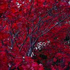 redtree