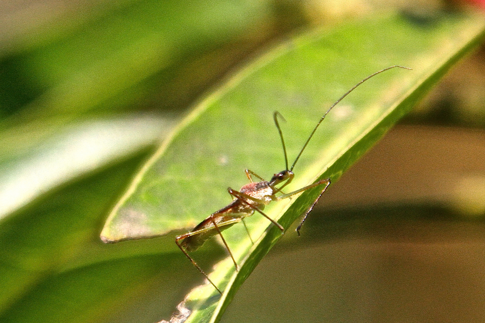 Reduviidae, Raubwanze