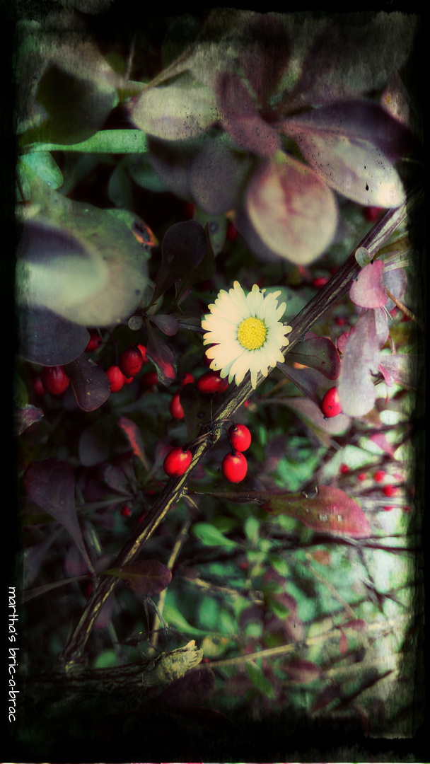 Red,White and Green and the smell of leafs.