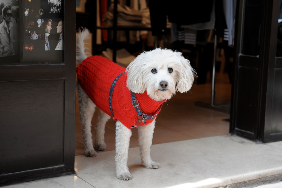 red/white Doggie in St. Tropez