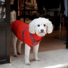 red/white Doggie in St. Tropez