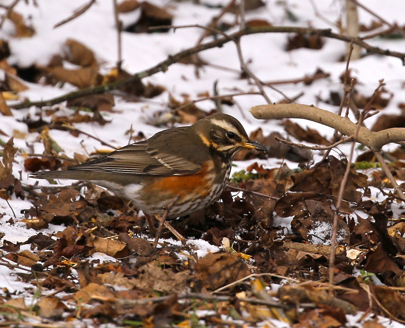 Redwing