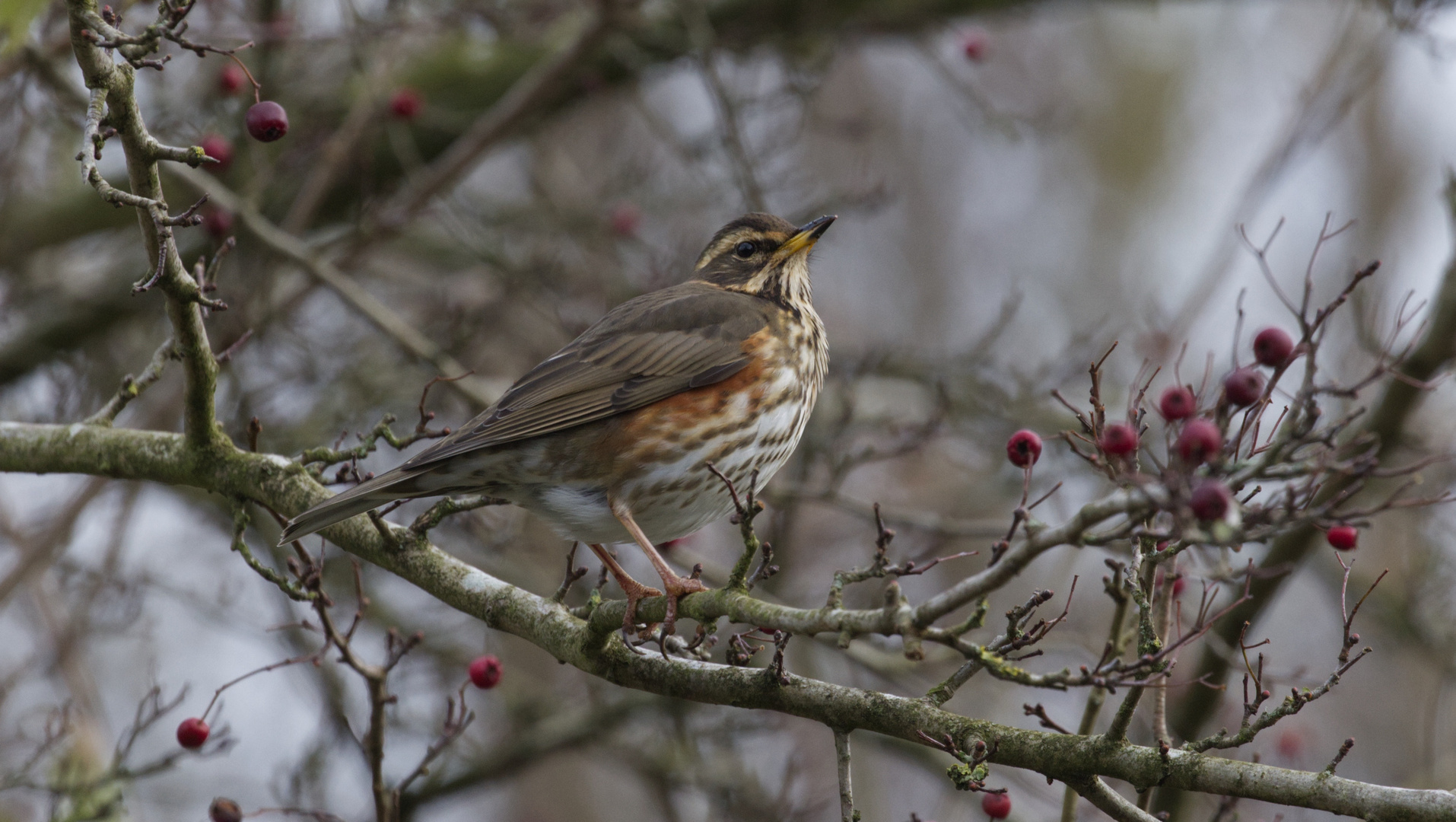 Redwing