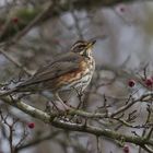 Redwing