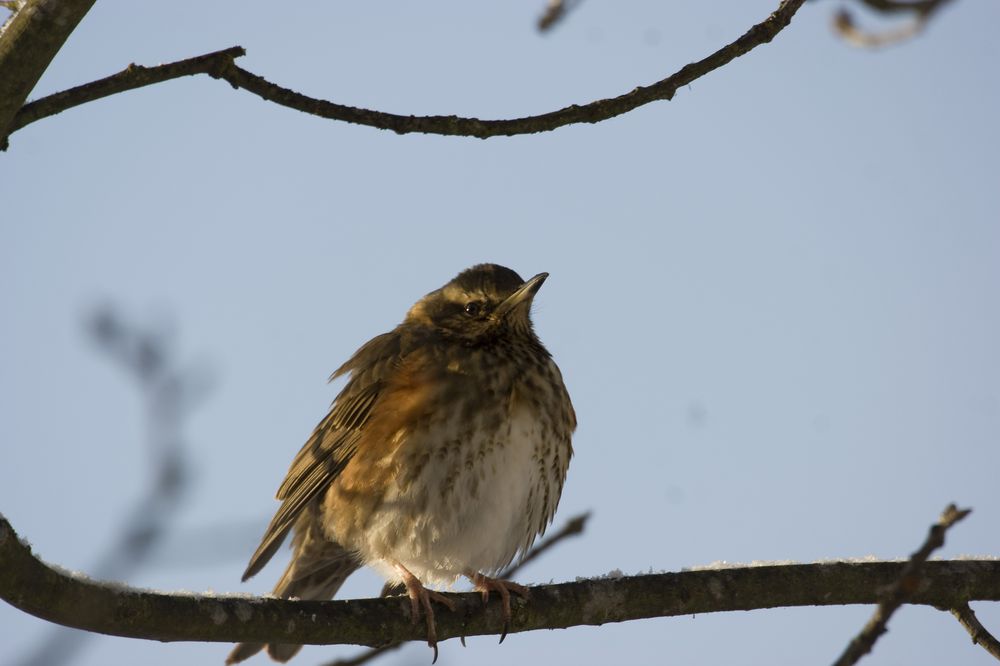 Redwing